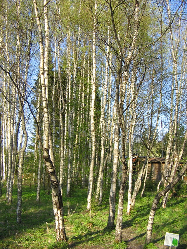 Курорт 'Марциальные воды'