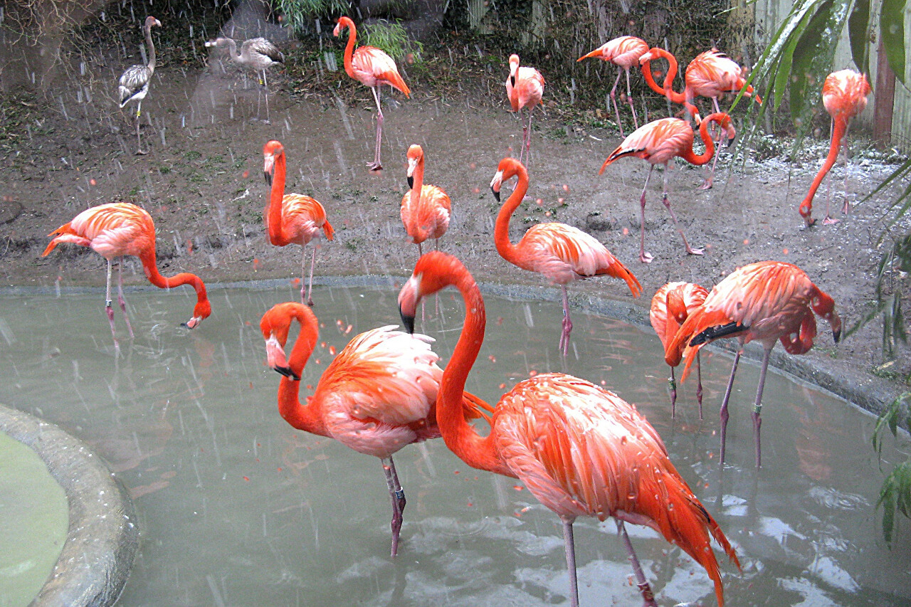 Red Flamingos Under the Snow