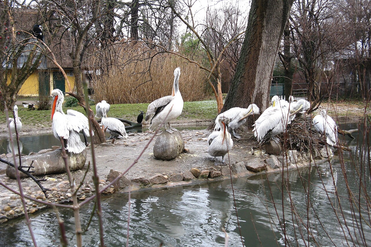 Pelican Pond