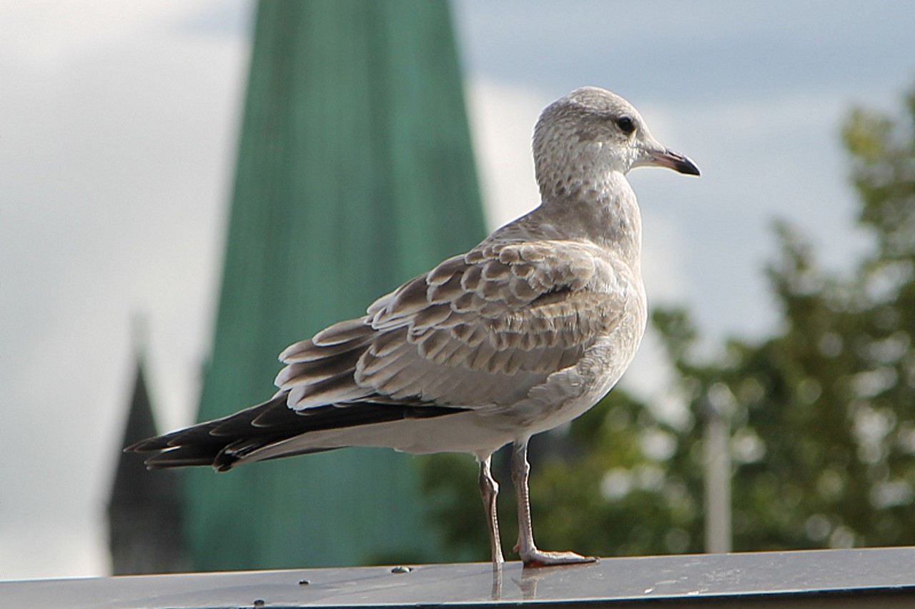 Young silver gull