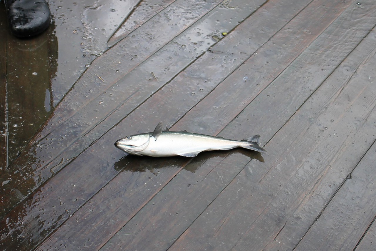 Geiranger, fishing