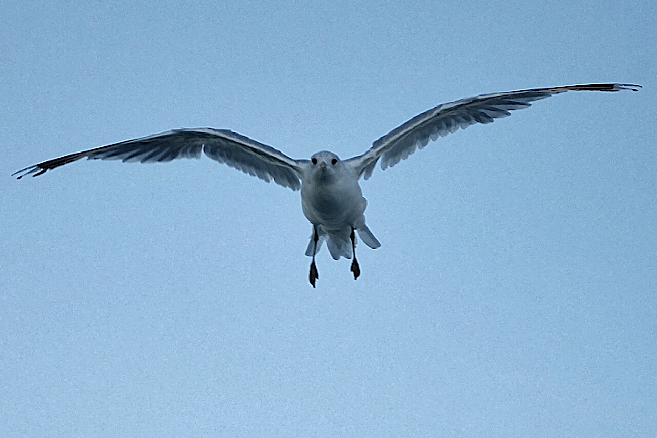 Baltic Sea Gull