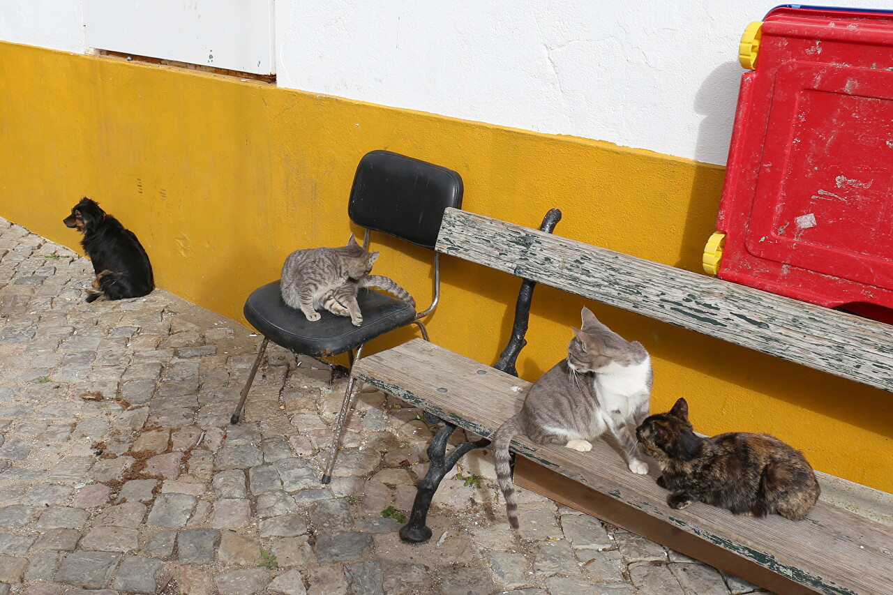 January Cats in Cidad Vella, Faro, Portugal