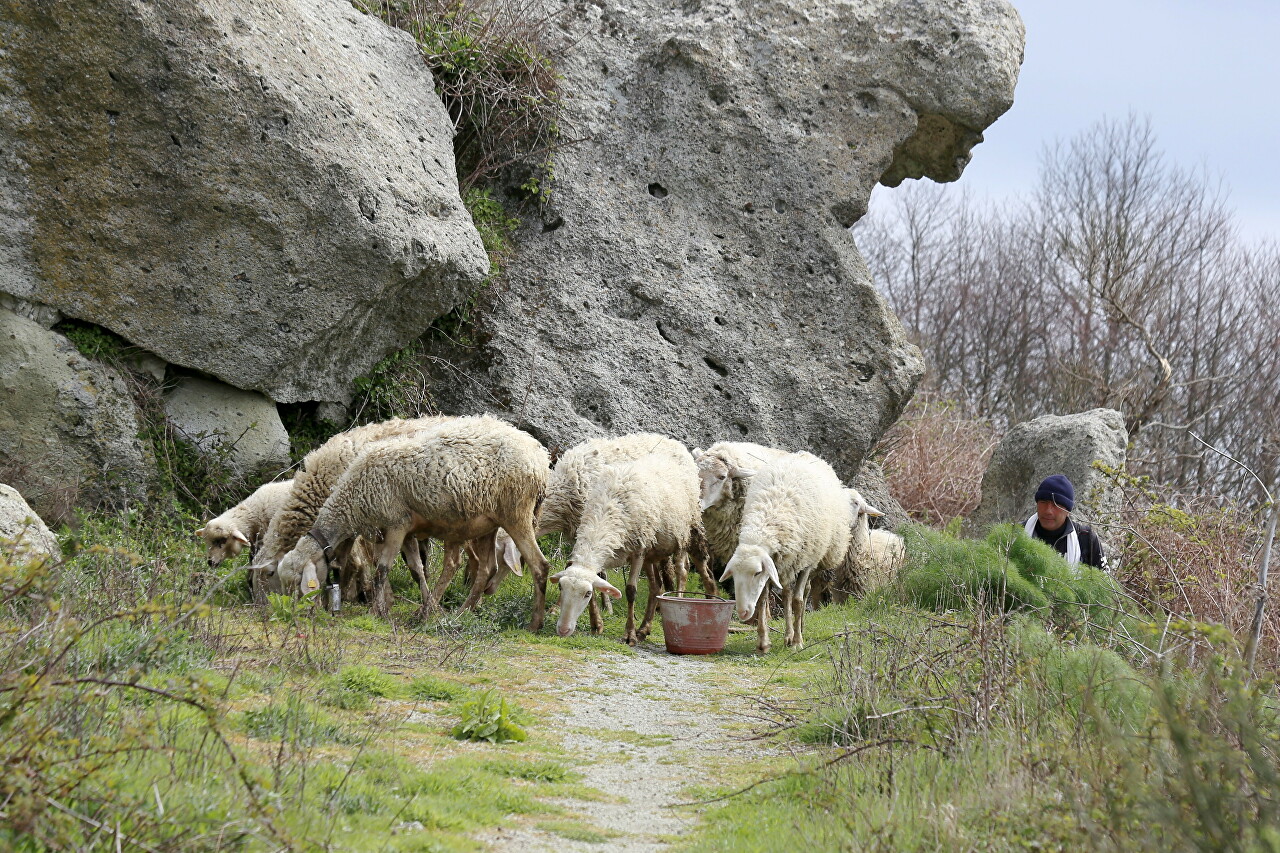 Monte Epomeo. Flora and fauna