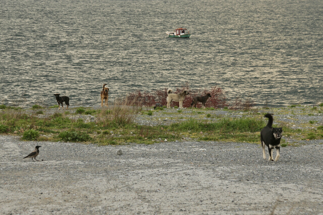 Sarayburnu Cape, Istanbul