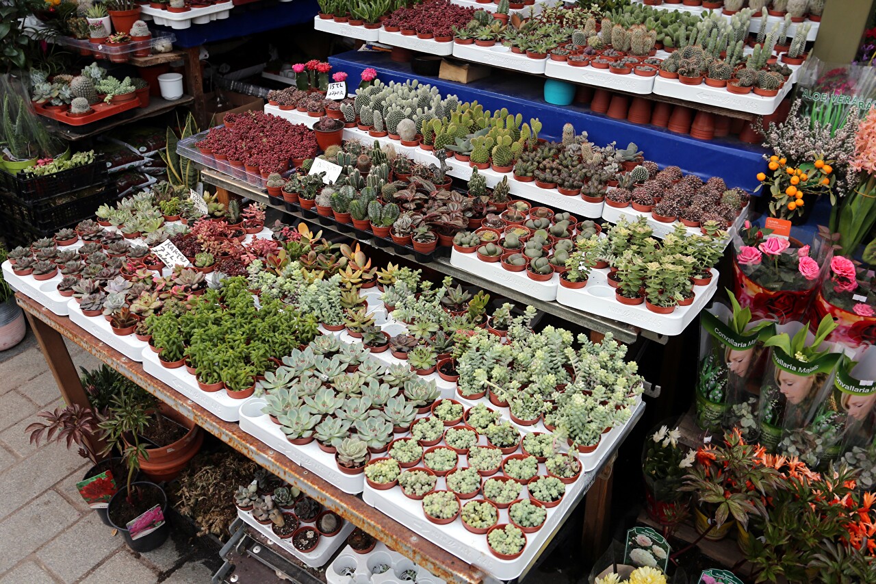 Yeni Jami Square Flower Market