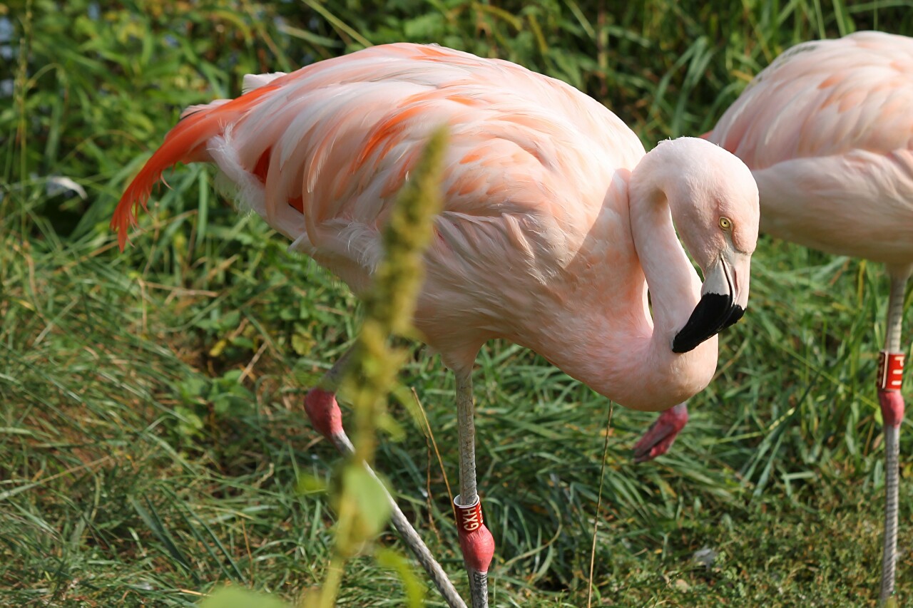 Flamingo, Poznzn Zoo