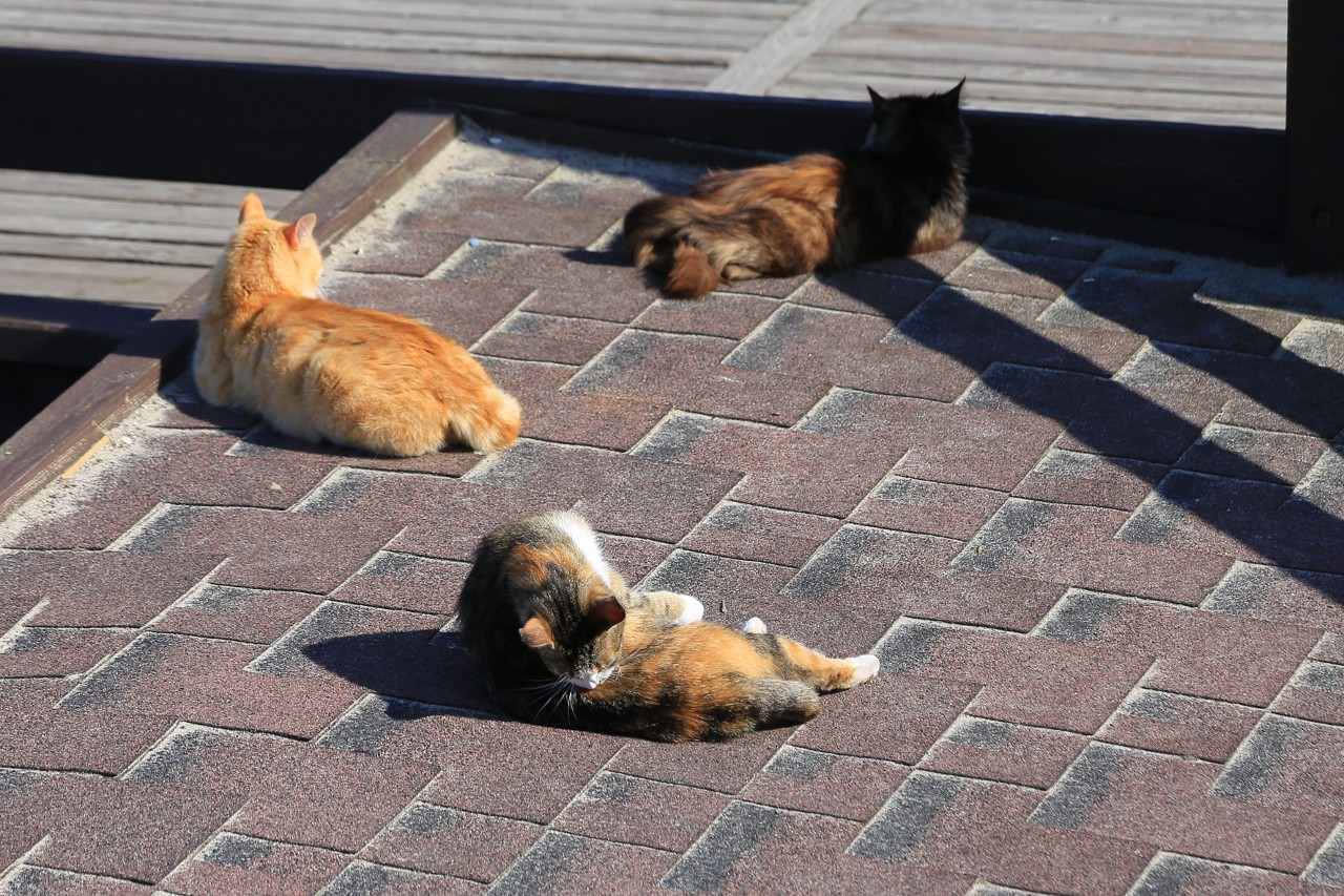 Zelenogradsk. Cats