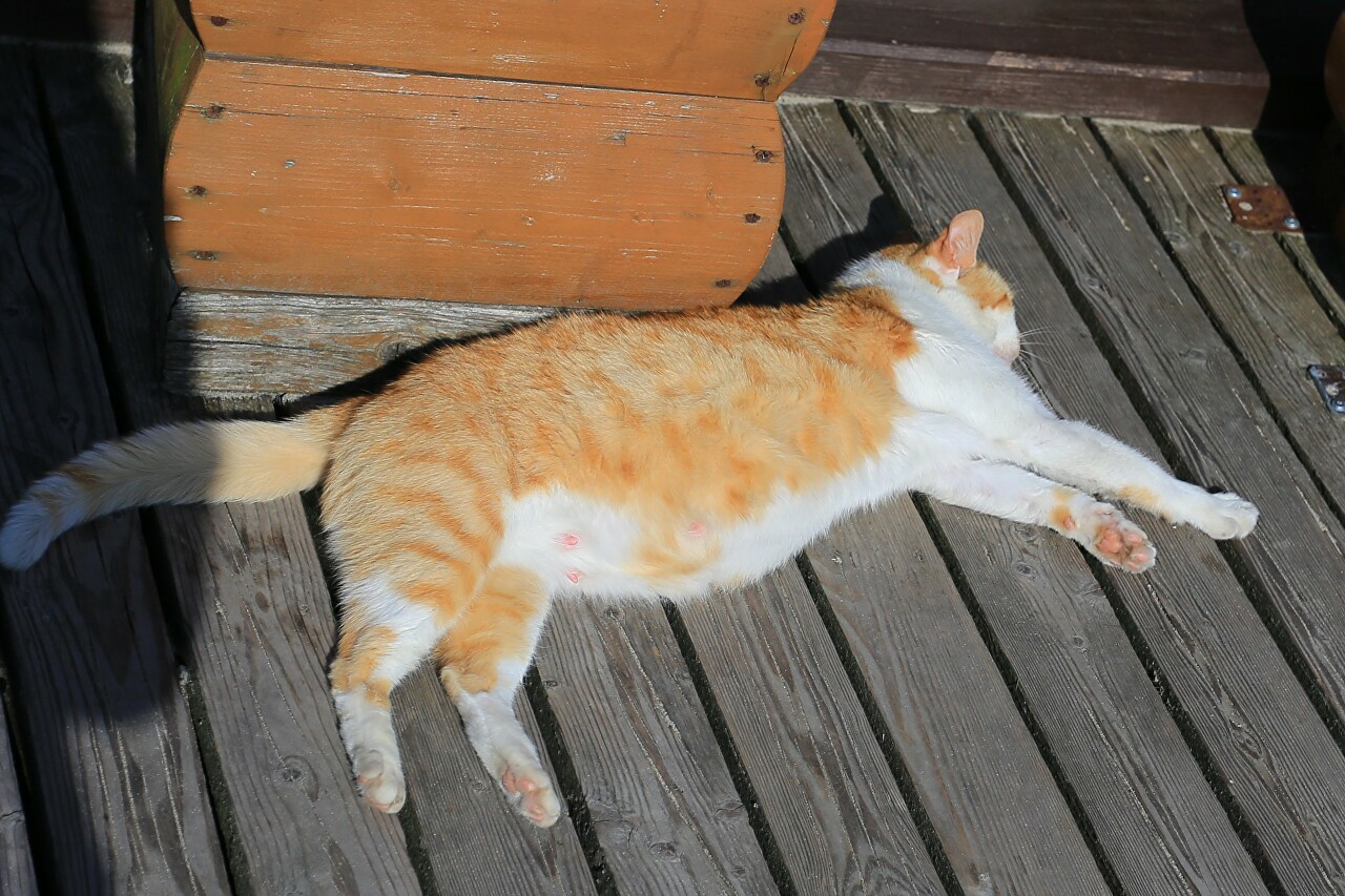 Zelenogradsk. Cat