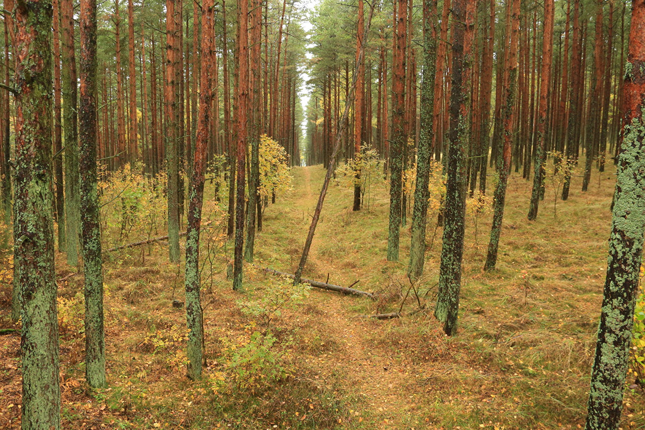 Экологическая тропа 'Высота Эфа', Куршская коса, осень