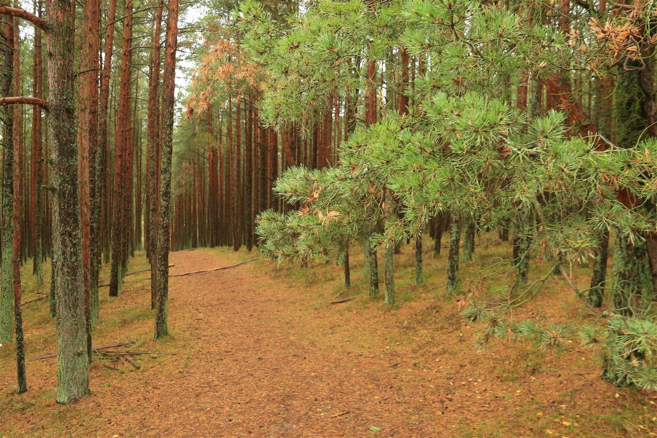 Экологическая тропа 'Высота Эфа', Куршская коса, осень