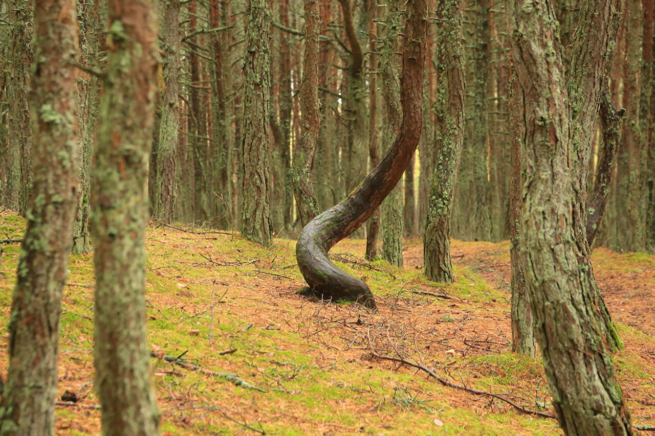 The Dancing Forest on Curonian Spit