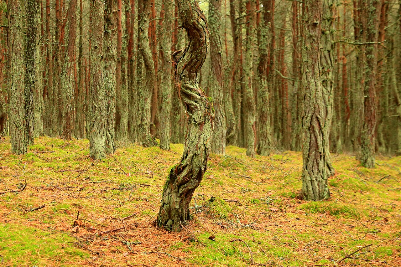 The Dancing forest. Curonian spit