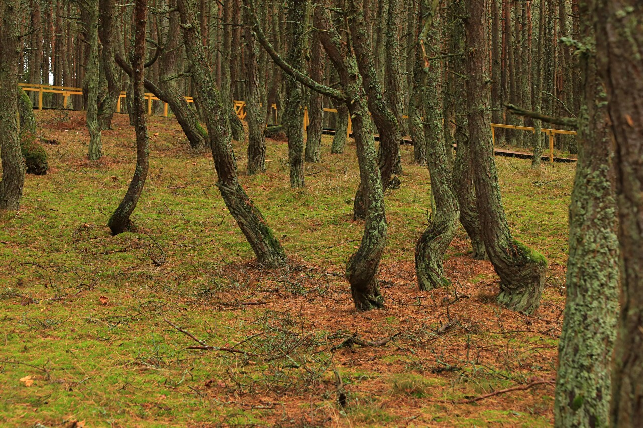 The Dancing forest. Curonian spit