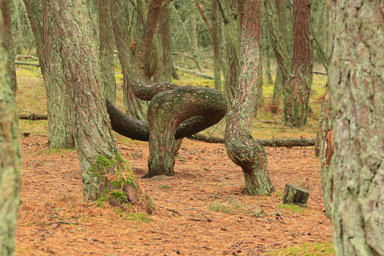 Танцующий лес, Куршская коса