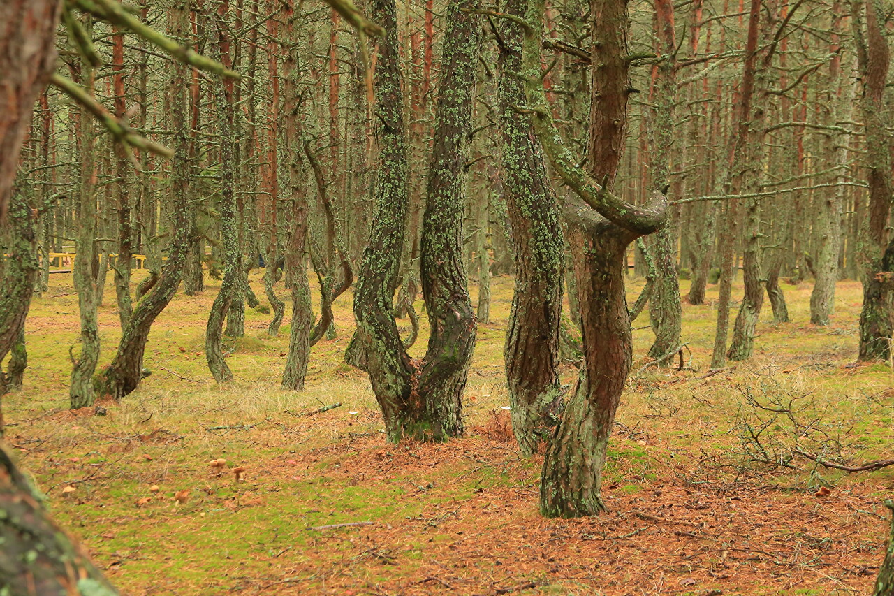Танцующий лес, Куршская коса