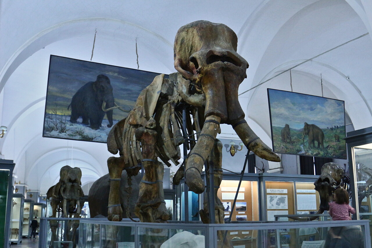 Saint Petersburg, Zoological Museum