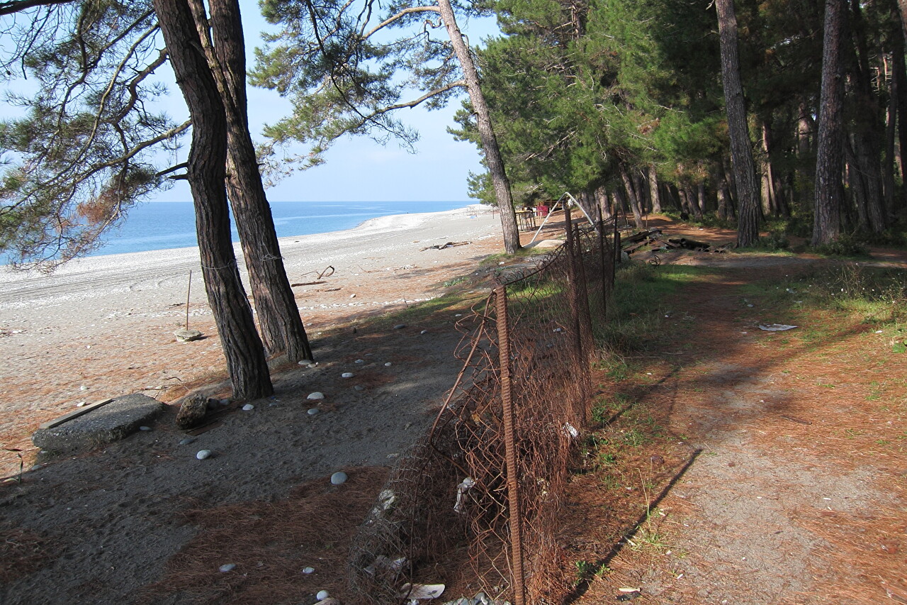 Pine and Boxwood Groves, Pitsunda